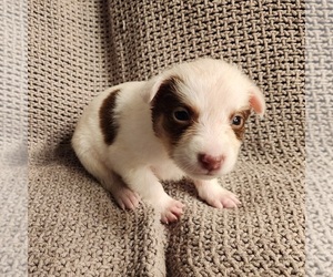 Texas Heeler Puppy for sale in UTICA, NY, USA
