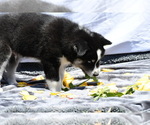 Puppy 7 Huskies -Samoyed Mix