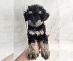 Puppy Joy Poovanese