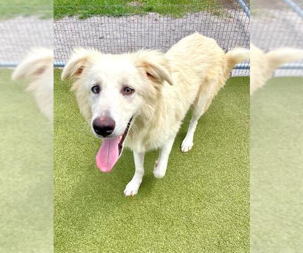 Medium Photo #1 Great Pyrenees-Unknown Mix Puppy For Sale in Naples, FL, USA