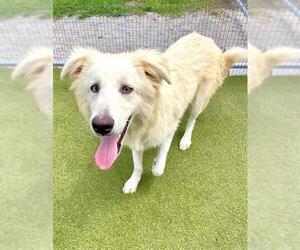 Great Pyrenees-Unknown Mix Dogs for adoption in Naples, FL, USA
