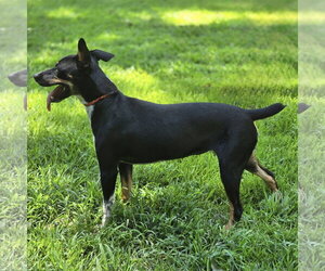 Daisey - Female Rat Terrier Dog for Adoption - Photo #3
