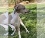 Small Photo #14 Italian Greyhound Puppy For Sale in SAINT GEORGE, UT, USA