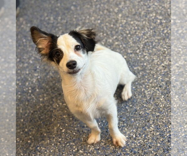 Medium Photo #3 Papillon-Unknown Mix Puppy For Sale in Phoenix, AZ, USA