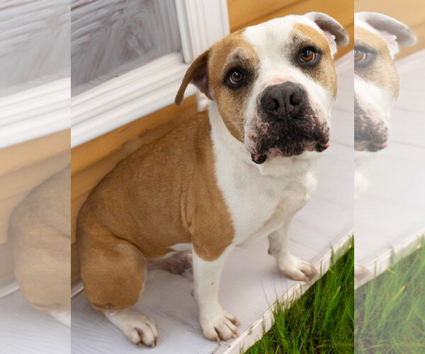 Medium Photo #6 American Pit Bull Terrier Puppy For Sale in Wilmington, NC, USA