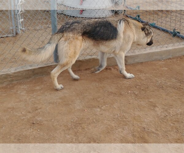 Medium Photo #6 German Shepherd Dog-Unknown Mix Puppy For Sale in Apple Valley, CA, USA