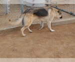 Small Photo #6 German Shepherd Dog-Unknown Mix Puppy For Sale in Apple Valley, CA, USA