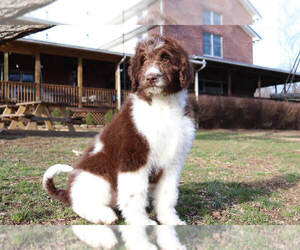 Newfypoo Puppy for sale in DRYDEN, VA, USA