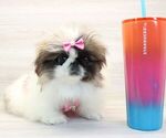 Small Photo #1 Pekingese Puppy For Sale in LAS VEGAS, NV, USA