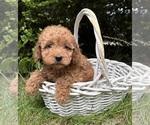 Small #3 Cockapoo (Miniature)