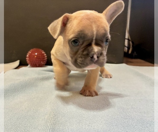 Medium Photo #6 French Bulldog Puppy For Sale in AGOURA HILLS, CA, USA