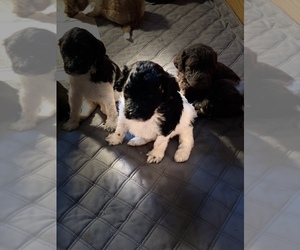 Labradoodle Puppy for sale in LEXINGTON, NC, USA