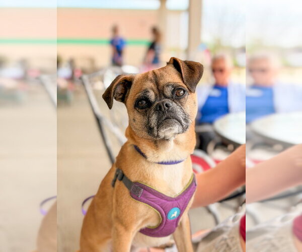 Medium Photo #16 Puggle Puppy For Sale in Mundelein, IL, USA