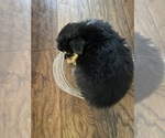 Puppy Puppy 4 Australian Shepherd