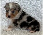 Small Photo #15 Miniature Australian Shepherd Puppy For Sale in ARDMORE, OK, USA