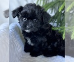 Small #2 Morkie