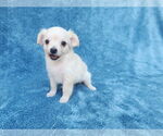 Small #3 Chihuahua Mix
