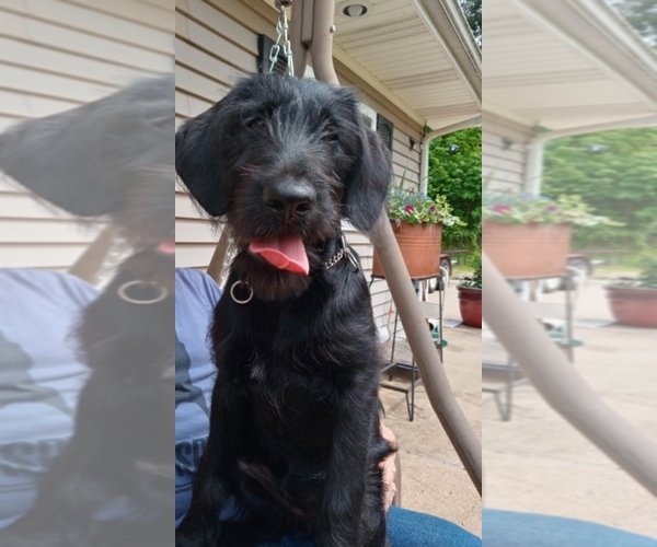 Medium Photo #1 Labradoodle Puppy For Sale in GREENUP, IL, USA