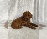 Small Photo #6 Poodle (Miniature) Puppy For Sale in PITTSGROVE, NJ, USA