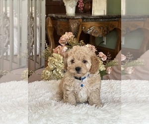Cavachon-Poodle (Miniature) Mix Puppy for sale in GREENVILLE, MO, USA