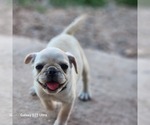 Small #3 Frenchie Pug