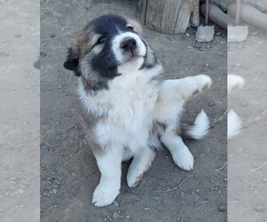 Anatolian Shepherd-Border Collie Mix Puppy for sale in WHITE SWAN, WA, USA