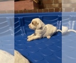 Small Photo #5 English Setter-Goldendoodle Mix Puppy For Sale in PELZER, SC, USA