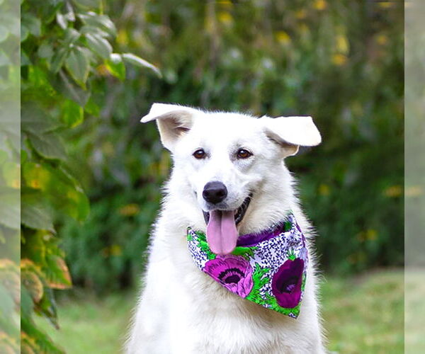 Medium Photo #18 Labrenees Puppy For Sale in Unionville, PA, USA