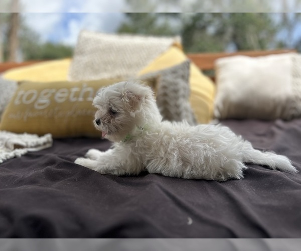 Medium Photo #5 Maltese Puppy For Sale in LITHIA, FL, USA