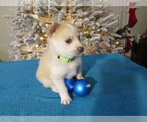 Pomsky Puppy for sale in OCALA, FL, USA