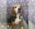 Small #1 Beagle