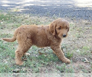 Goldendoodle (Miniature) Puppy for sale in OROVILLE, CA, USA