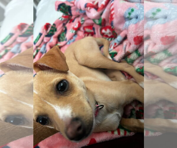 Medium Photo #4 Chihuahua-Unknown Mix Puppy For Sale in Aurora, CO, USA