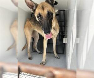 German Shepherd Dog Dogs for adoption in Houston, TX, USA