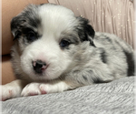 Small Photo #6 Miniature Australian Shepherd Puppy For Sale in HIALEAH, FL, USA