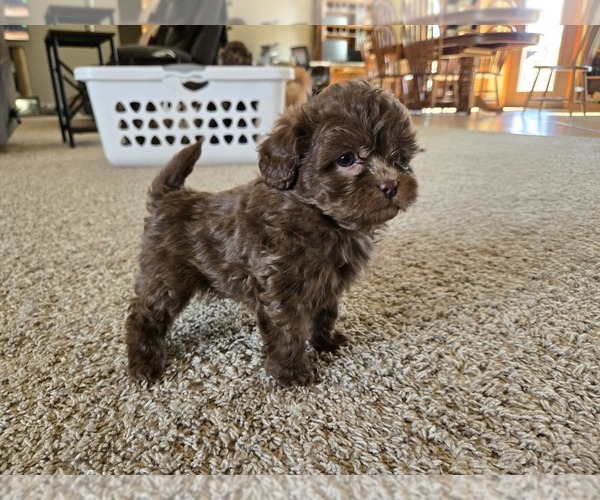 Medium Photo #5 ShihPoo Puppy For Sale in CARLYLE, IL, USA