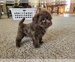 Small #4 ShihPoo