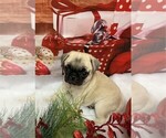Small Photo #13 Pug Puppy For Sale in PEMBROKE PINES, FL, USA