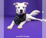 Small Photo #14 Great Pyrenees-Unknown Mix Puppy For Sale in Fargo, ND, USA