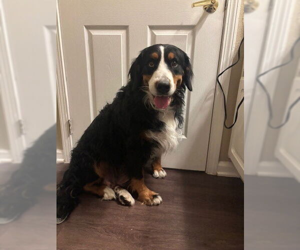 Medium Photo #4  Puppy For Sale in , 