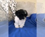 Small Photo #3 ShihPoo Puppy For Sale in GILBERTSVILLE, PA, USA