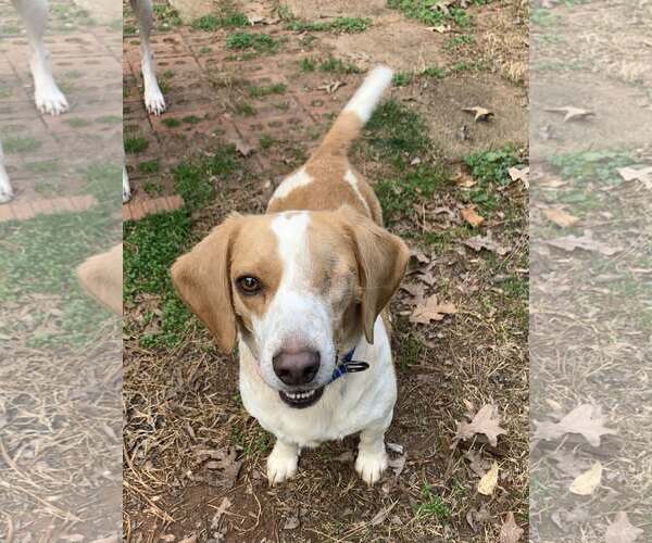 Medium Photo #2 Beagle Puppy For Sale in Greenville, SC, USA