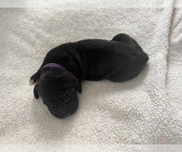 Medium Photo #15 Great Dane Puppy For Sale in OLATHE, CO, USA