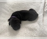 Small Photo #15 Great Dane Puppy For Sale in OLATHE, CO, USA