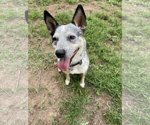 Medium Photo #2 Mutt Puppy For Sale in Garden City, NY, USA