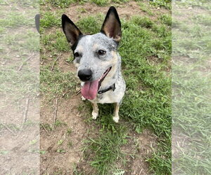 Kenobi - Male Mutt Dog for Adoption - Photo #2