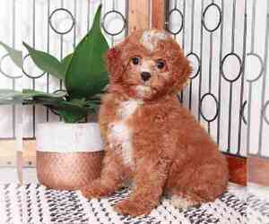 Cavapoo Puppy for sale in NAPLES, FL, USA