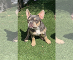 Small Photo #1 French Bulldog Puppy For Sale in RIVERSIDE, CA, USA