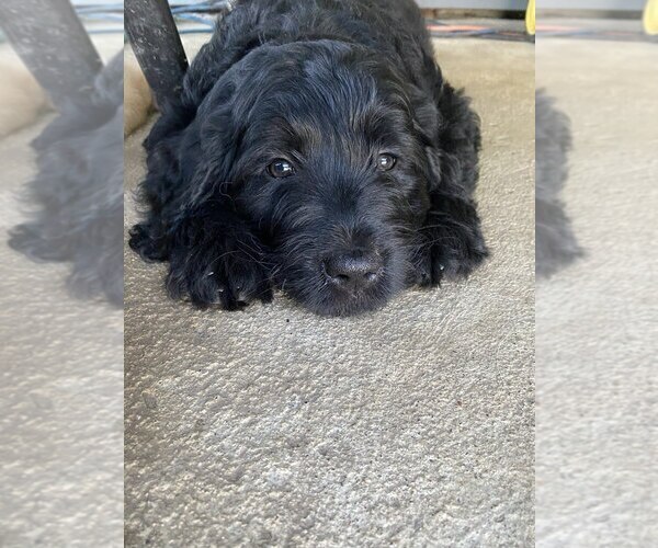 Medium Photo #8 Goldendoodle Puppy For Sale in PARKER CITY, IN, USA