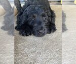 Small #7 Goldendoodle